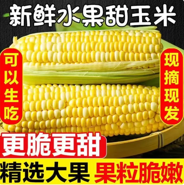 【甜脆玉米】双色精选大棒云南新鲜可生吃甜脆玉米