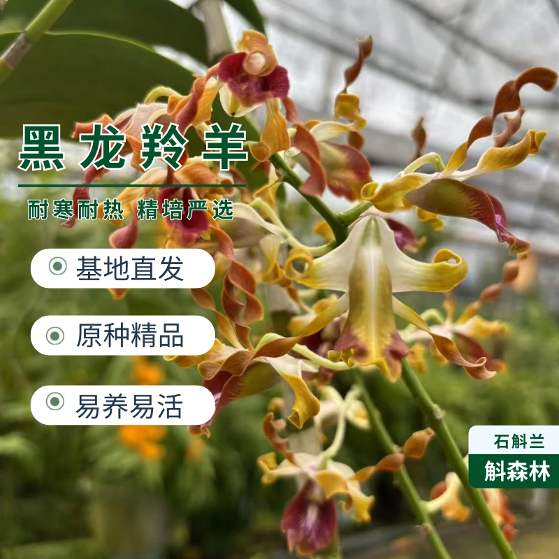 【玄角奇兰】黑龙羚羊石斛 卷瓣藏锋冷香逸 垂枝幽谷盆栽