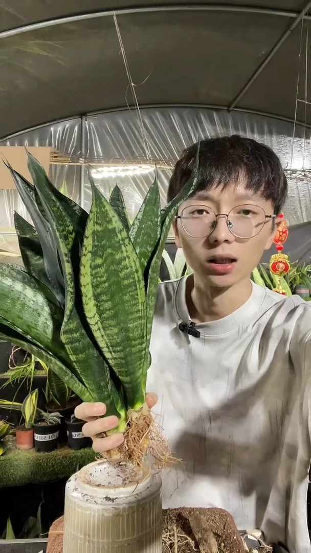 母本繁星裸根3棵28.8