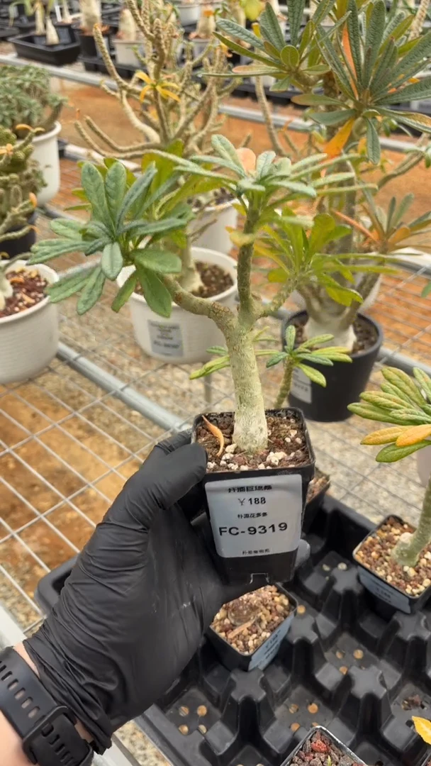 扦插巨琉桑FC-9319