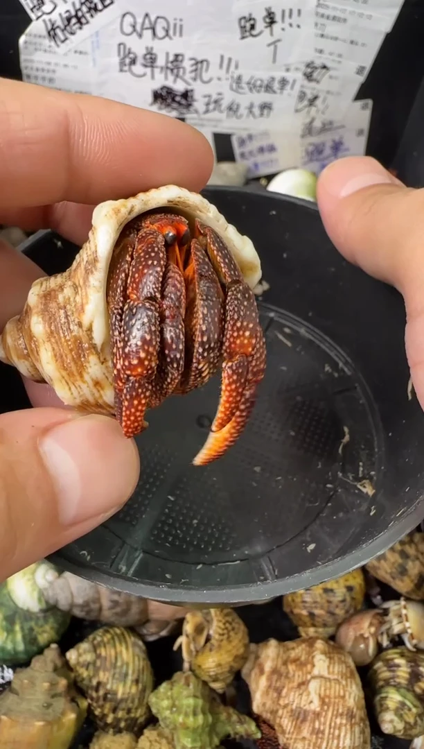 2.1口黑莓一只，不包全品