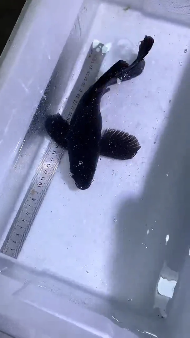 蝴蝶鲤鱼蝴蝶鲤直播选鱼专用链接 凭开箱视频售后