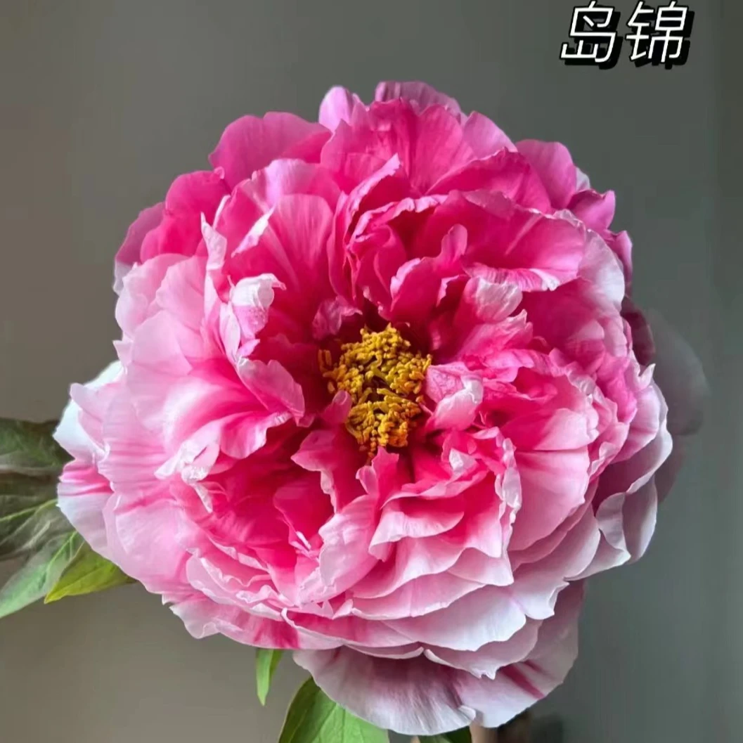 盆栽牡丹 岛锦 基地直发