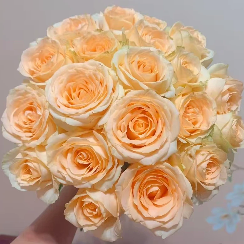 【长安花舍】精选-蜜桃雪山玫瑰（注意：注意特殊花材，收到醒花）