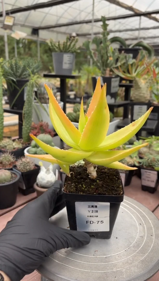 三禺锦芦荟FD-75