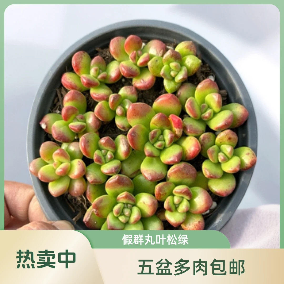 伪群丸叶松绿多肉植物