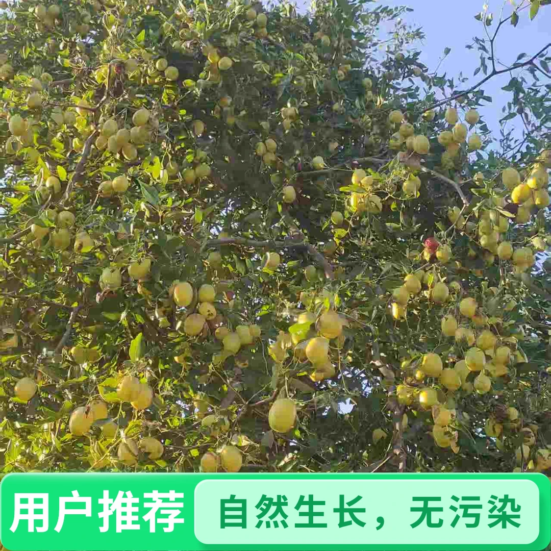 农村新鲜大枣现摘现发