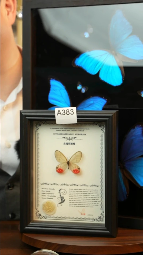 玫瑰绡眼蝶-英文（8寸欧式黑框）A383