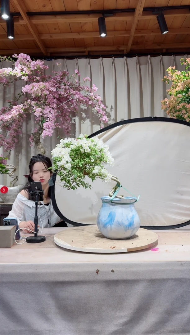 熊猫三角梅