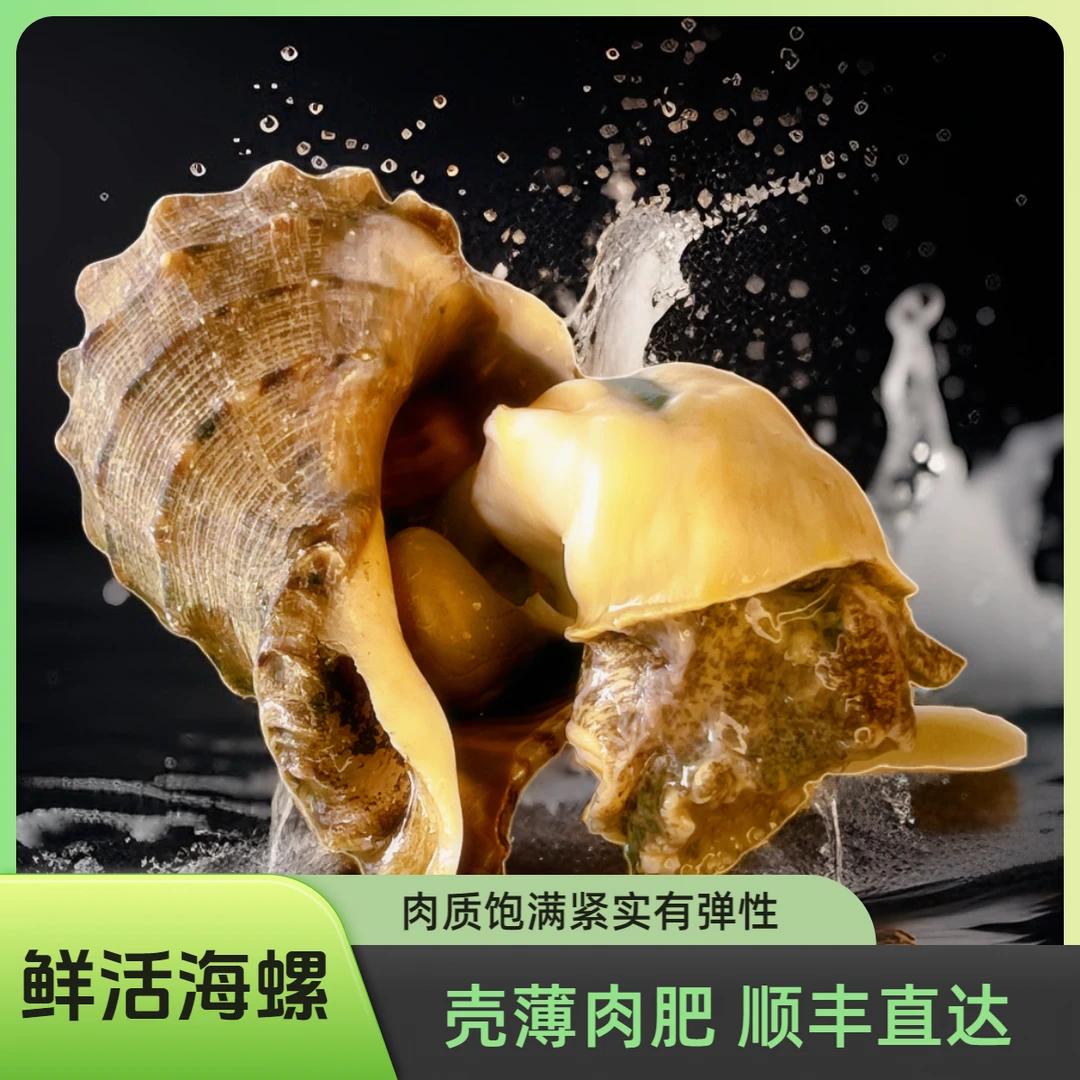 【大号海螺】丹东东港北黄海鲜活海螺 顺丰直达 产地直销6-7个/斤