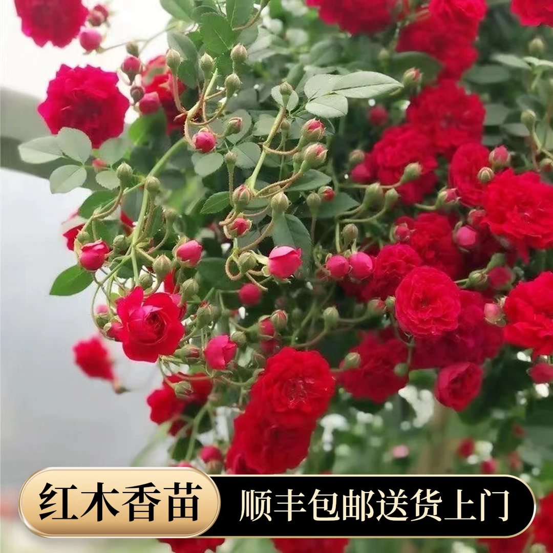 爬藤红木香  1.5米 小花重瓣浓香 多季开花 庭园 爬藤蔷薇花欧月