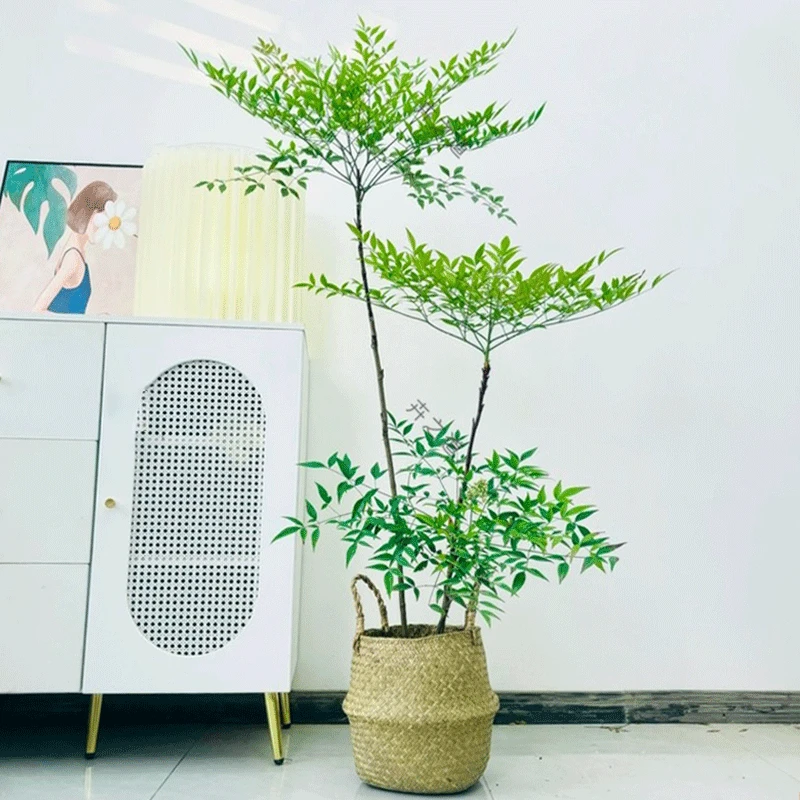 南天竹大型网红绿植室内客厅盆栽办公室植物阳台草编篮四季常青