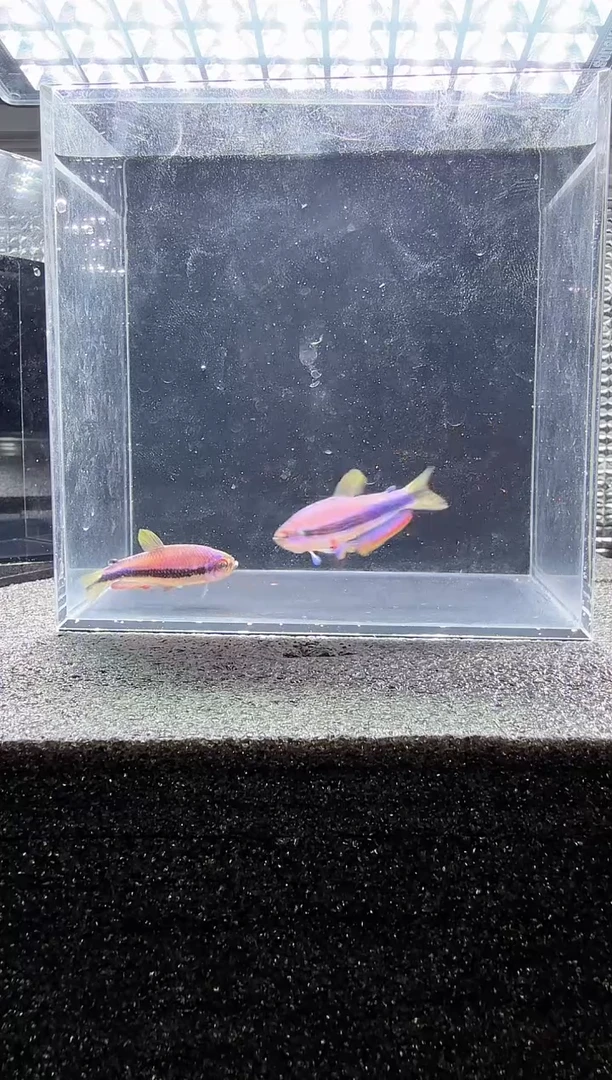 灯科鱼小**龟超DY