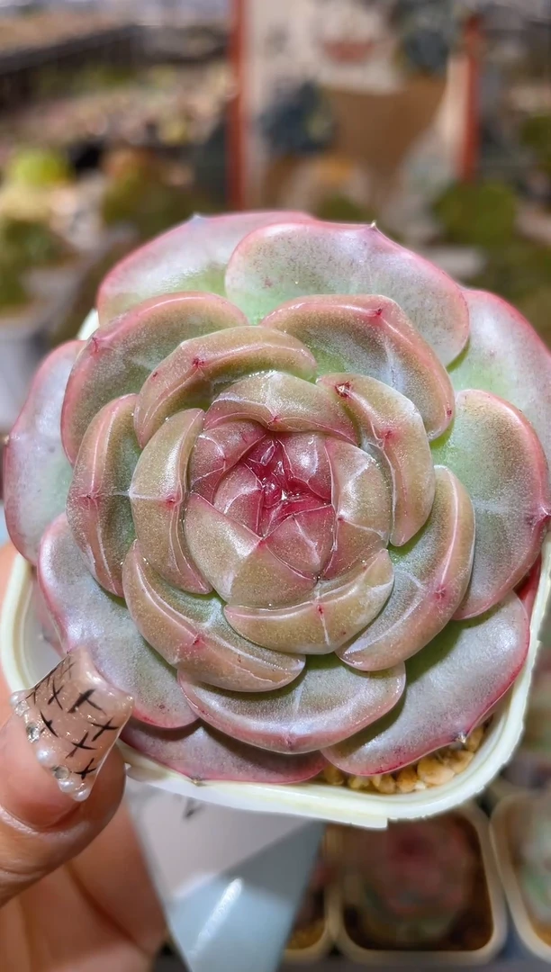 【闪购商品】243珍妮多肉