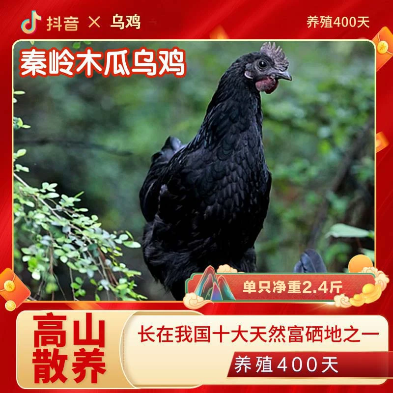 400天乌鸡+送老母鸡/陕西秦岭高山散养跑山鸡/土鸡孕妇产后术后