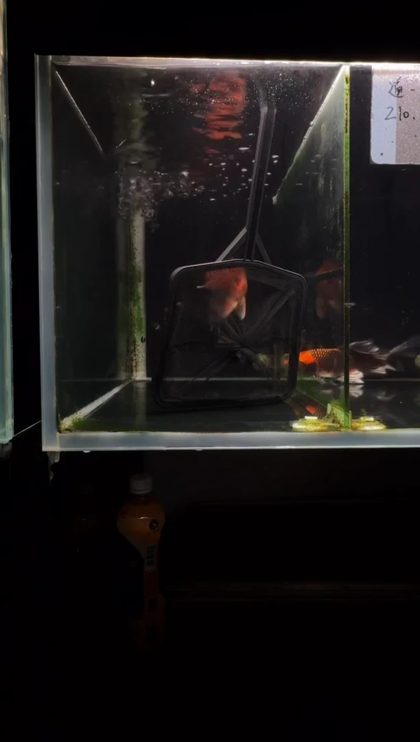 蝴蝶鲤鱼玮*红蝴蝶鲤