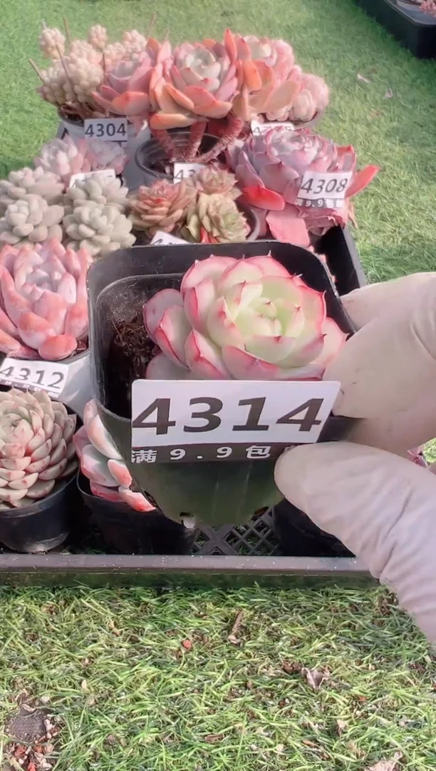 【闪购商品】信福多肉一物一拍