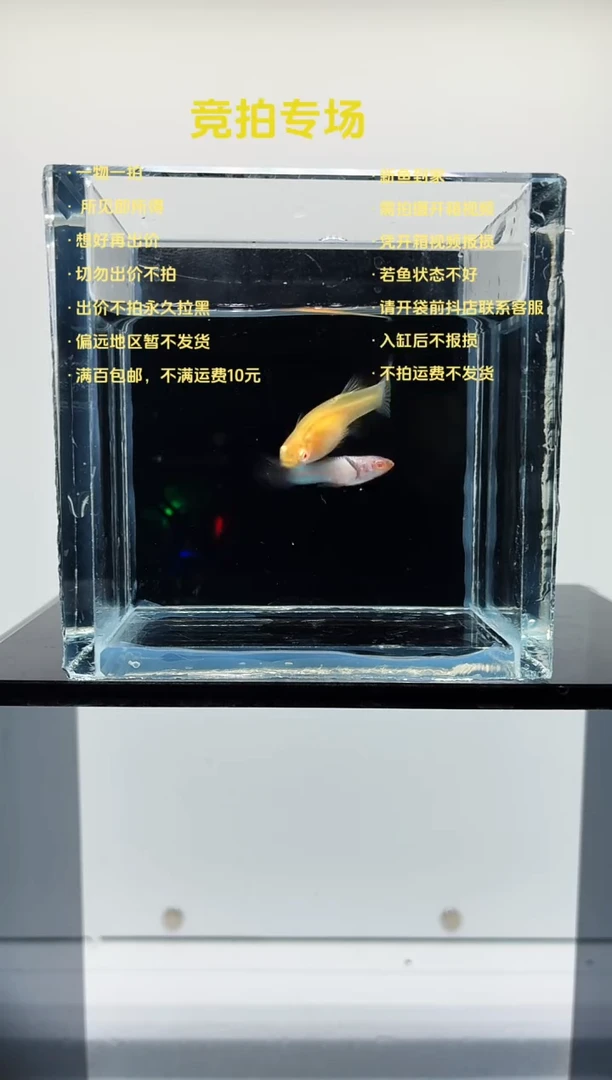 孔雀鱼熊猫白子一对-19