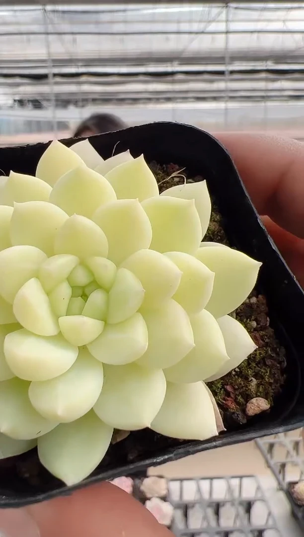 【闪购商品】新-87