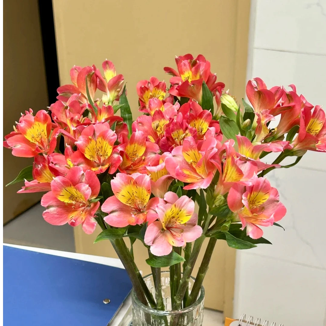 【云镜物语】蝴蝶粉水仙百合|两单顺丰/德邦空运