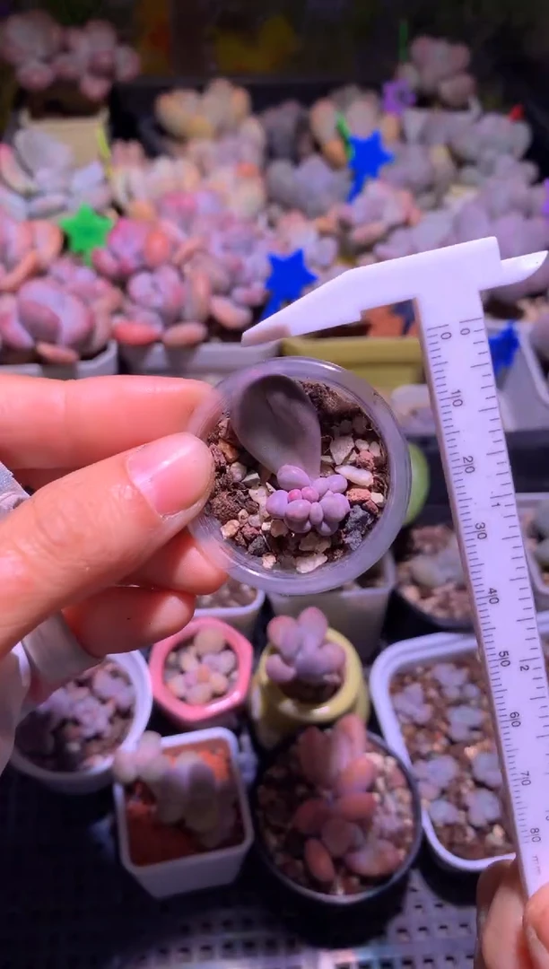 双头韩国彩虹奶酪多肉叶插苗