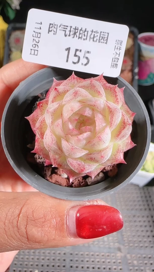 1126-155群生不包整