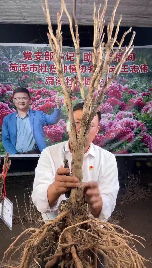 闪购菏泽牡丹园 花王14