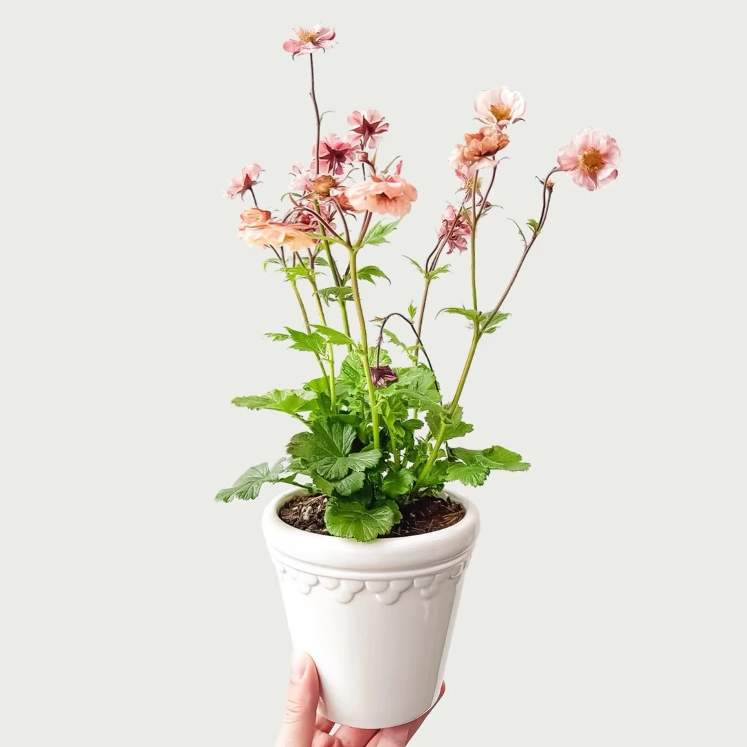 【吉米】水杨梅锦鲤燃烧日落春夏秋开花多年生宿根耐寒耐热耐阴野趣