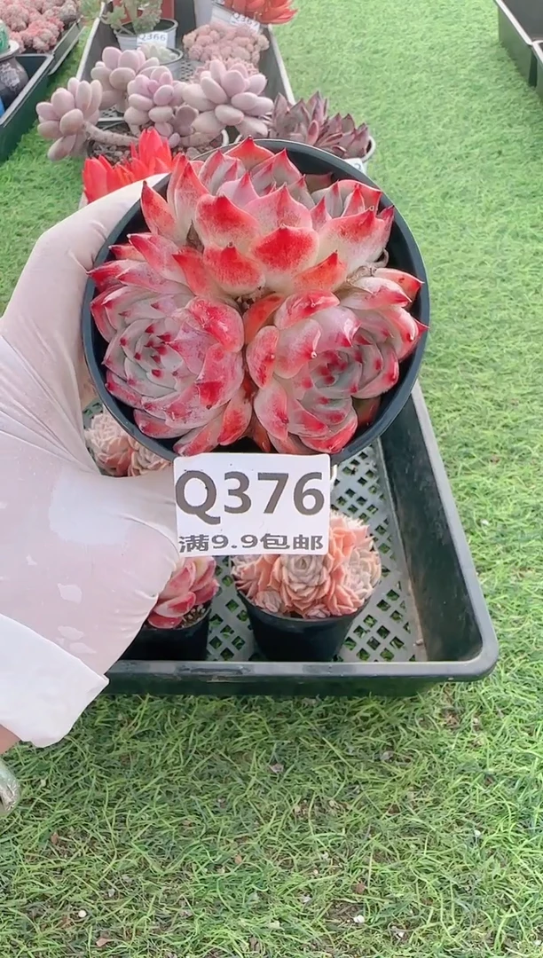 【闪购商品】梦会多肉一物一拍