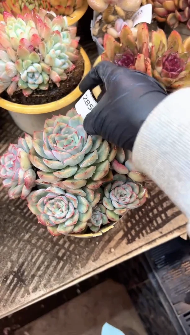 羊**亿多肉植物一物一拍28514