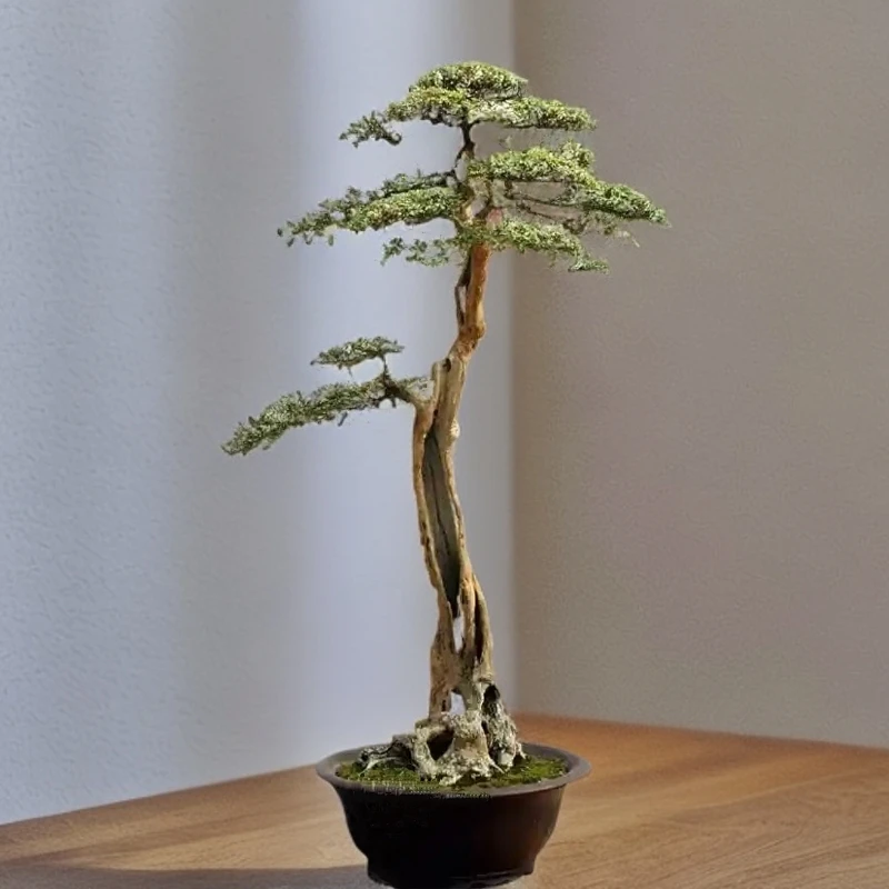 水杨梅盆景，黄荆，胡秃子各种盆景素材！