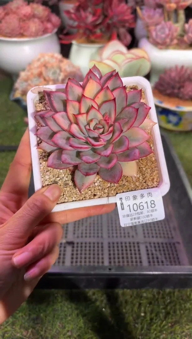 【闪购商品】10618