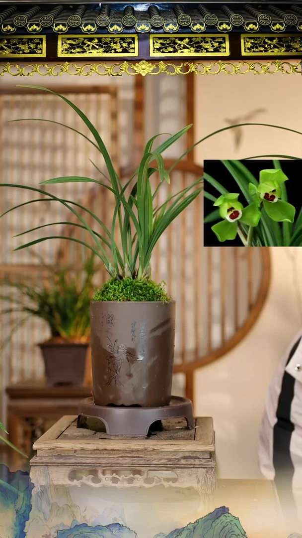 全部花苞春剑大富贵带紫砂盆