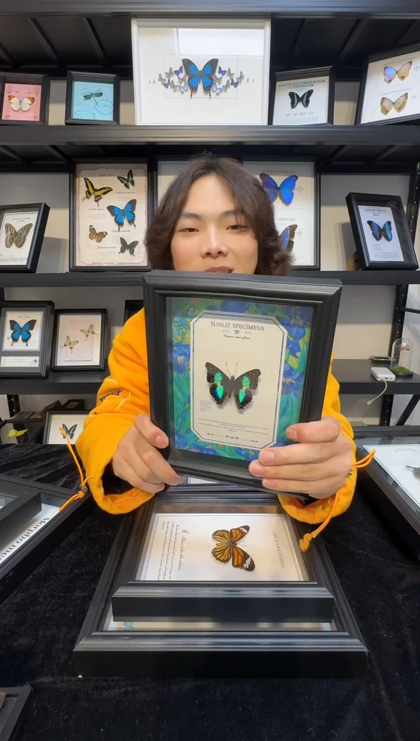玻璃真实蝴蝶标本