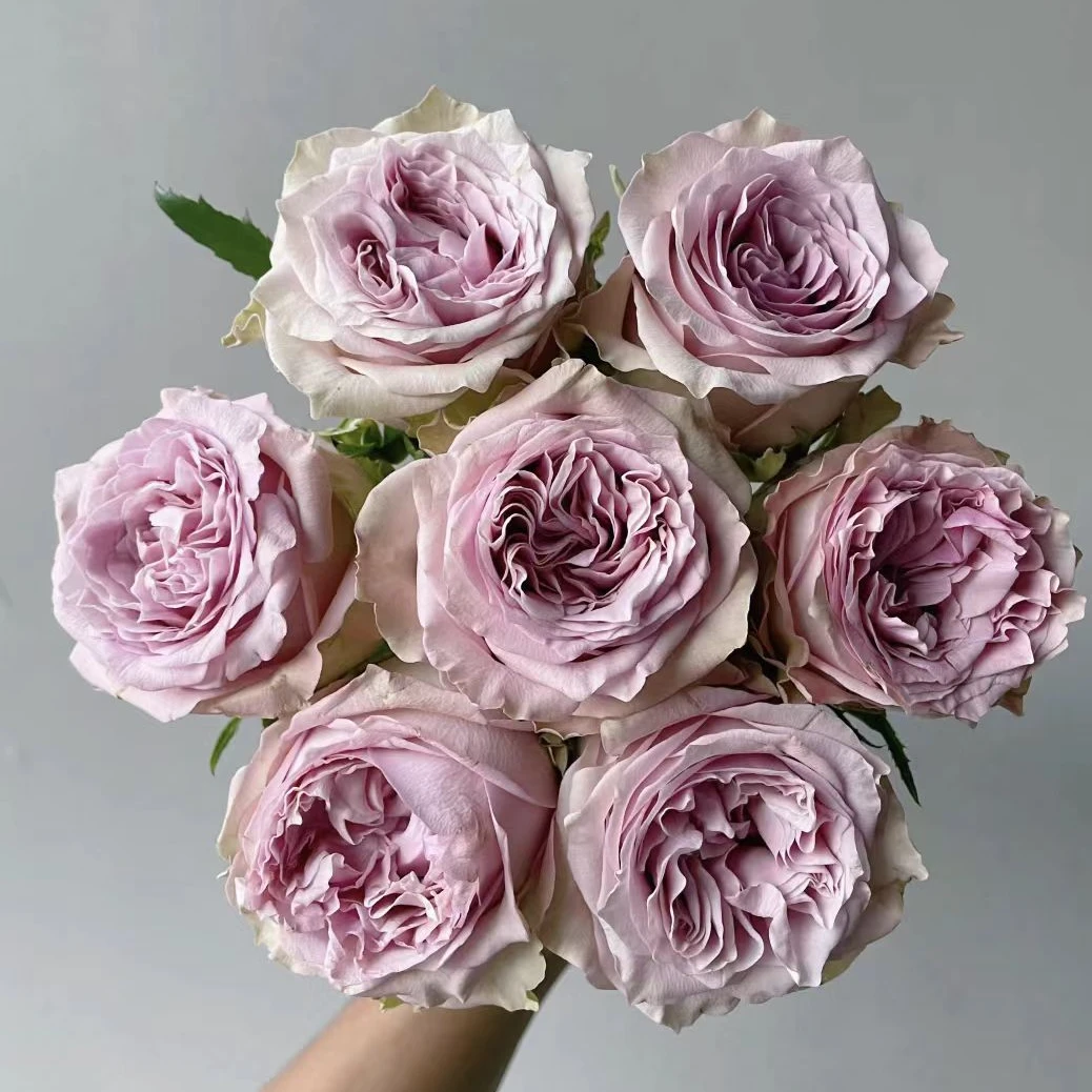 静静的花园【复古爱情 】Retro Love!德国超新品玫瑰月季苗盆栽灌木