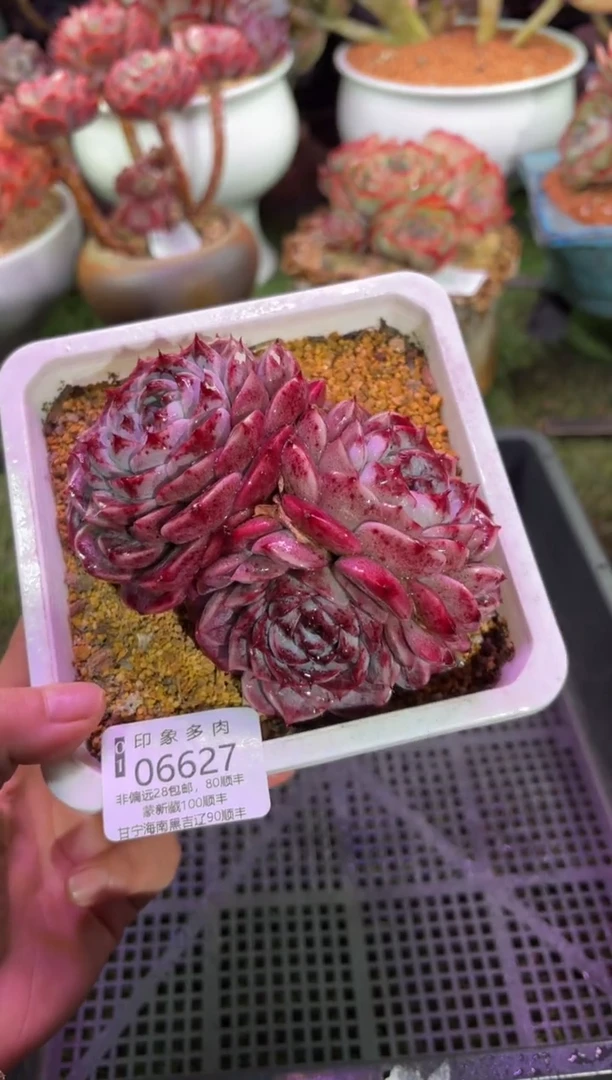 【闪购商品】06627