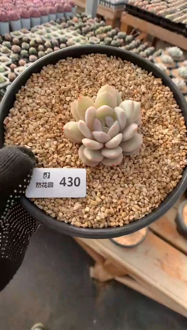 430星影锦多肉植物一物一拍