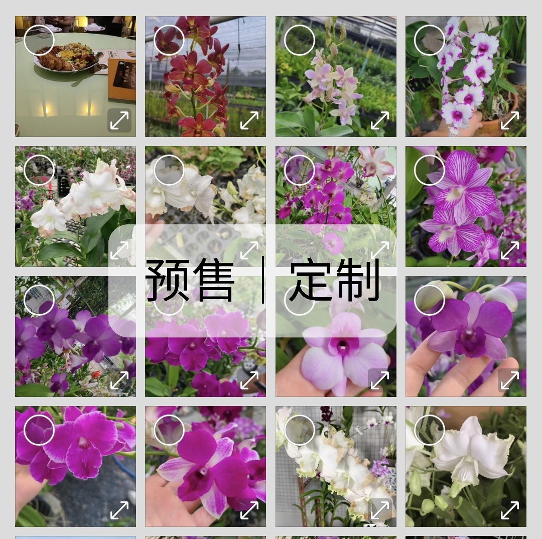 预售发货｜定制泰秋石斛兰