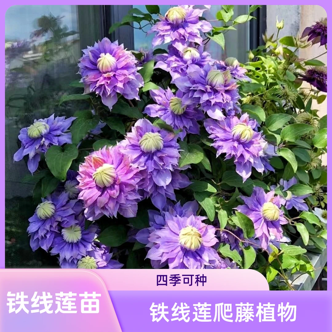 铁线莲小苗大花庭院攀爬植物阳台花卉盆栽地栽观赏藤本绿植鲜花