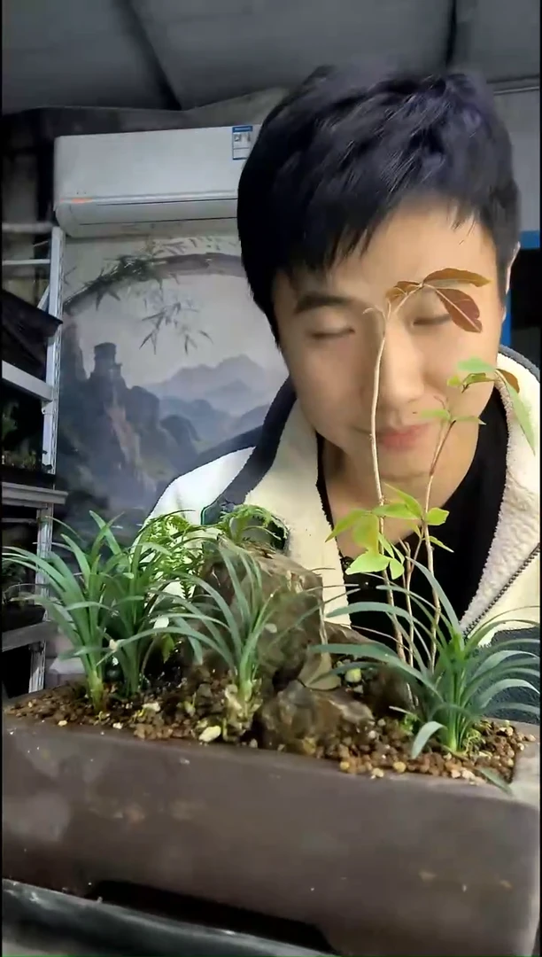 丛*中青园艺一物一拍150