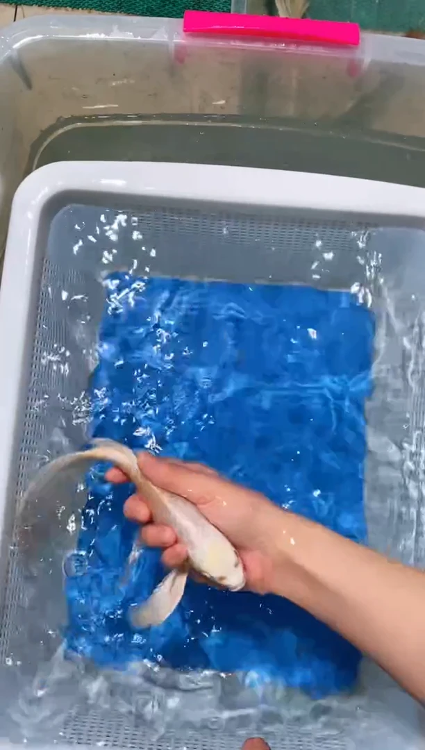 锦鲤锦鲤蝴蝶鲤鱼拍开箱视频包售后微瑕