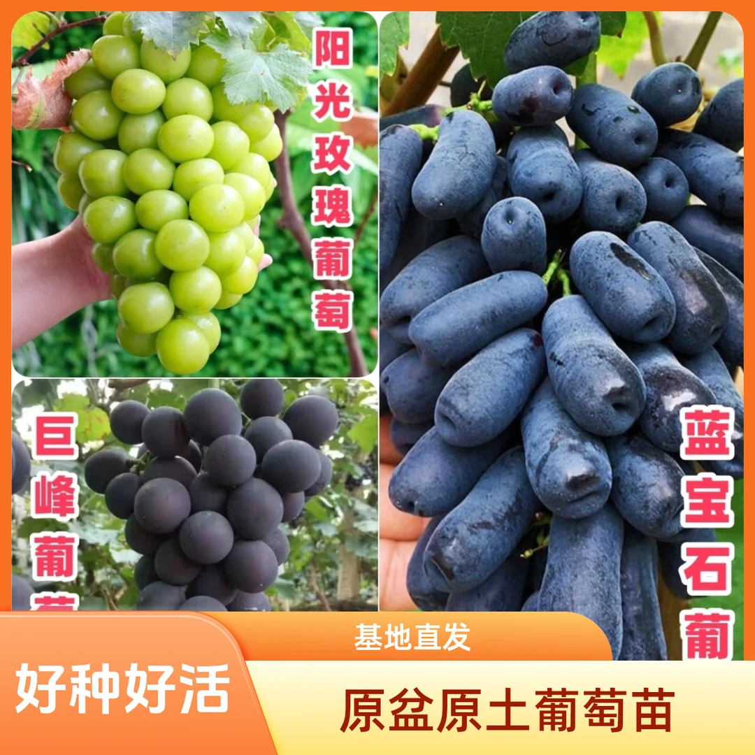 【原盆原土】蓝宝石阳光玫瑰巨峰葡萄苗庭院阳台种植盆栽地栽