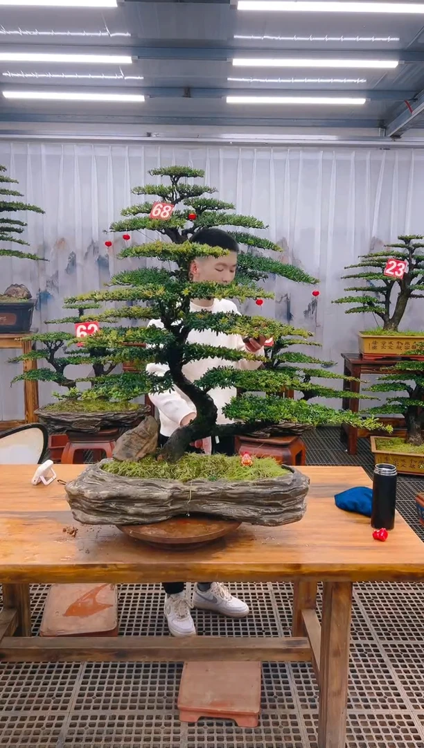 【闪购商品】紫砂精品盆景直播间一物一拍