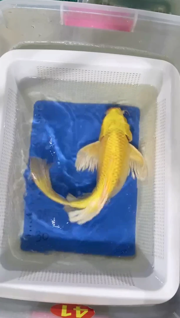 锦鲤锦鲤蝴蝶鲤鱼拍开箱视频包售后