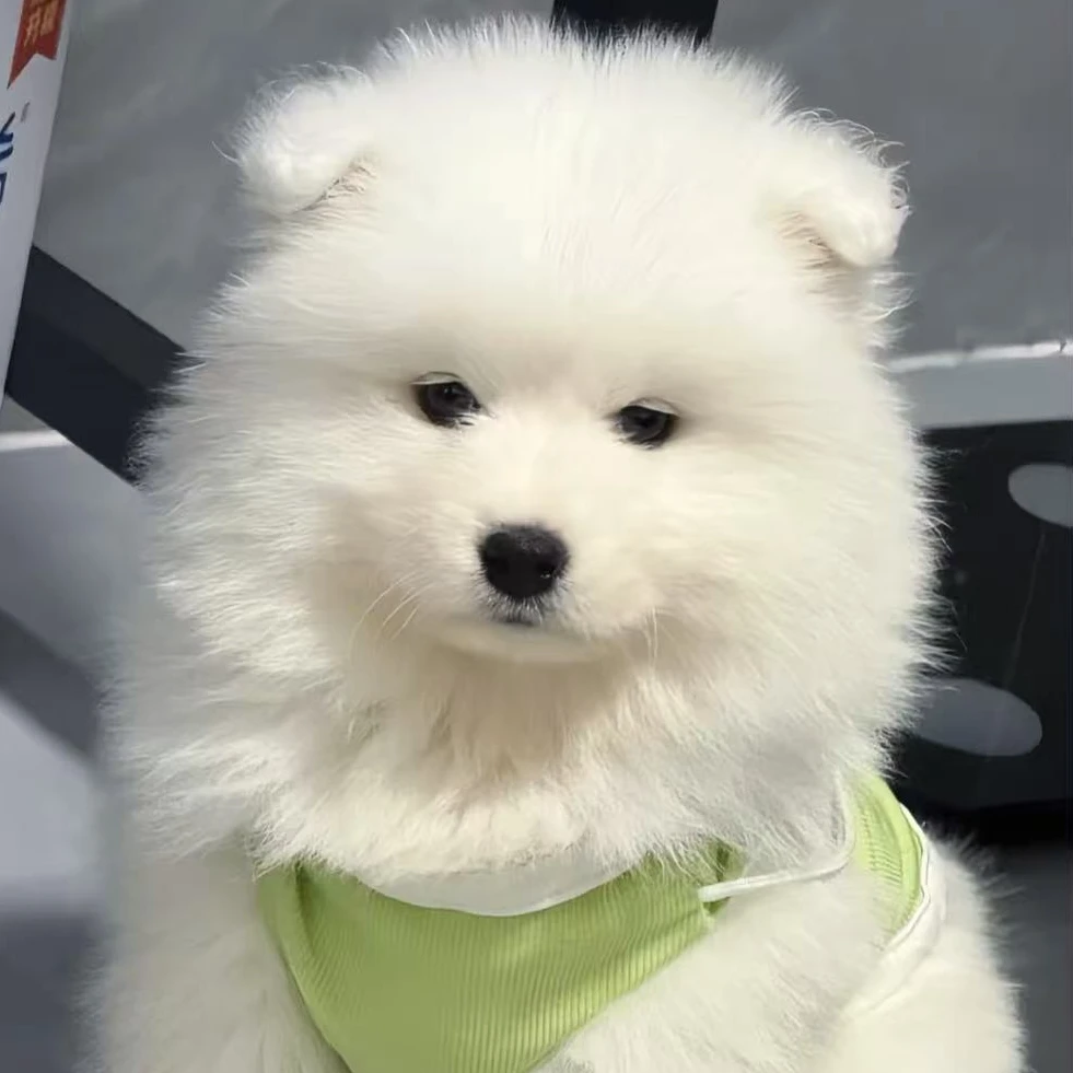 【定金】 萨摩耶微笑天使纯种活体宠物伴侣陪伴犬