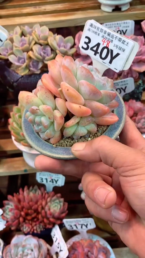 340Y（一物一拍实付满28发货，默认不带盆土）