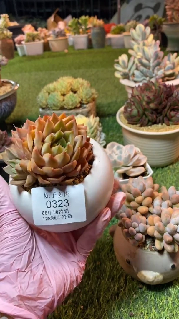 0323（满28包邮发货）
