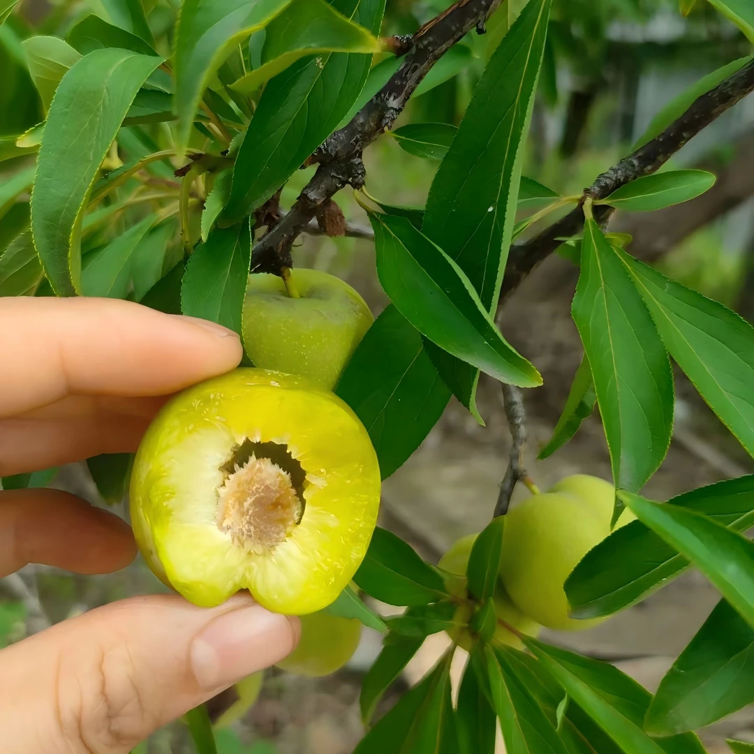 开州本地青脆李。