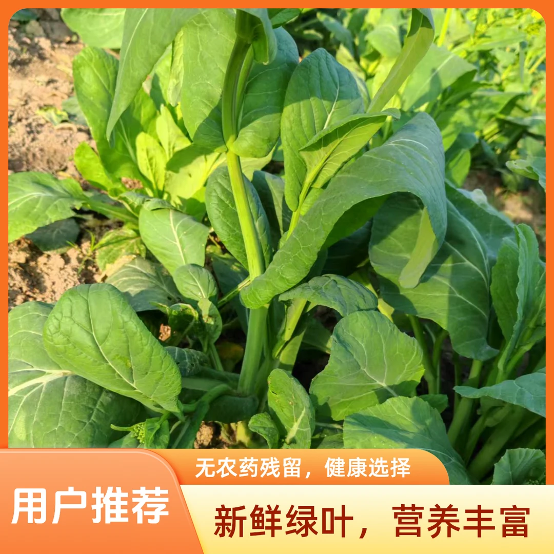 河南商城霜打露天新鲜菜苔