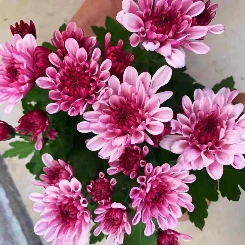 菊花荷兰菊仙女粉爆盆四季开花好养易活室内阳台庭院千头菊花卉